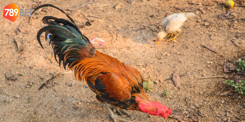 Tham gia mua bán tại chợ tốt gà đá Sóc Trăng