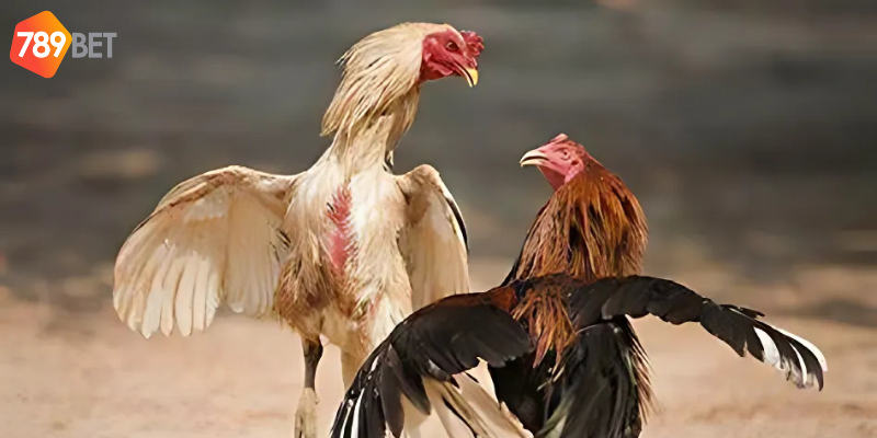 Tham gia nhanh chóng với nhiều lợi ích từ nhà cái