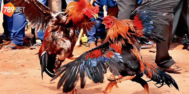 Cược Đá Gà Trực Tiếp 67 Tại 789bet - Cập Nhật Nhanh Chóng 4 Tìm hiểu lịch sử đấu và đặt cược linh hoạt