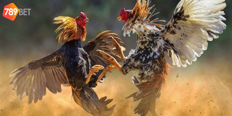 Đá Gà 888 Trực Tuyến Tại 789bet - Cược Ngay Để Thắng Lớn 2 Tìm hiểu về đá gà 888 tại nhà cái 789bet