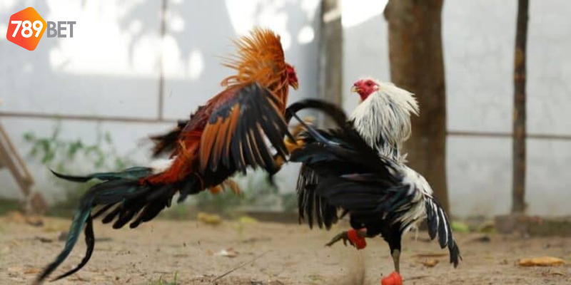 Cược Đá Gà Trực Tiếp 67 Tại 789bet - Cập Nhật Nhanh Chóng 3 Trực tiếp chất lượng và cập nhật kết quả nhanh chóng