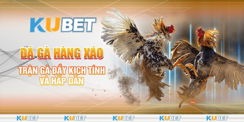 Đá Gà Hàng Xáo - Trận Gà Đầy Kịch Tính Và Hấp Dẫn 1 Đá Gà Hàng Xáo