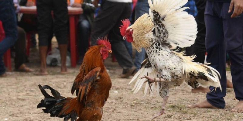 Đá Gà Hàng Xáo - Trận Gà Đầy Kịch Tính Và Hấp Dẫn 4 Phân chia mức cược hợp lý với loại hình đá gà