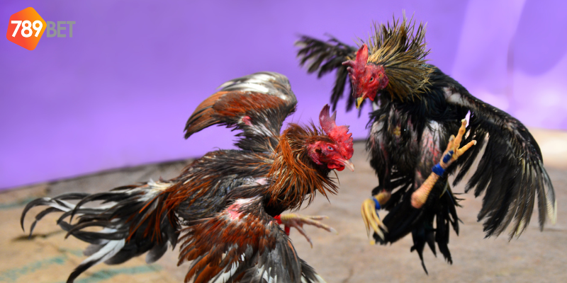 Đăng ký tài khoản và tham gia cược dễ dàng