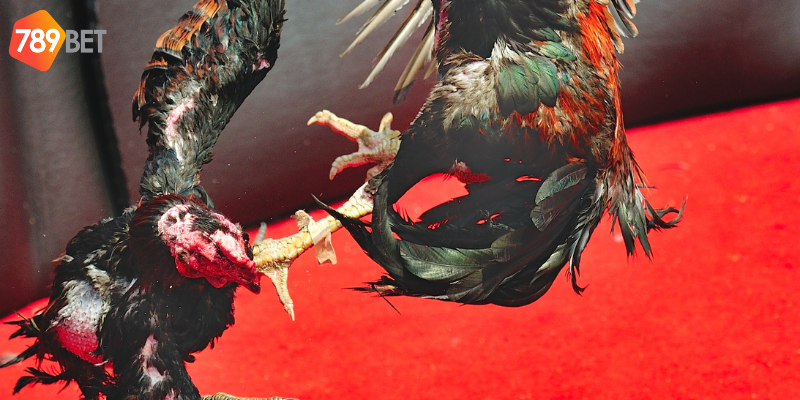 Đấu Gà Thần Tốc thu hút người chơi mỗi ngày