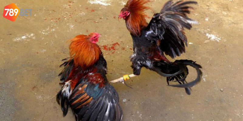Khám phá tổng hợp đá gà Campuchia mới nhất tại 789bet