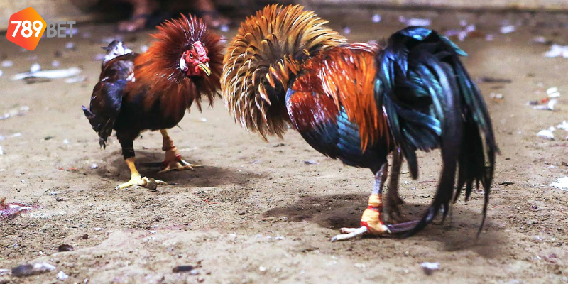 Phần thưởng hấp dẫn và trực tiếp chất lượng