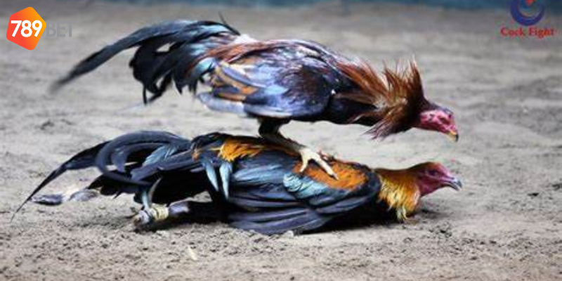 Phân tích phong độ chiến kê và lựa chọn cược