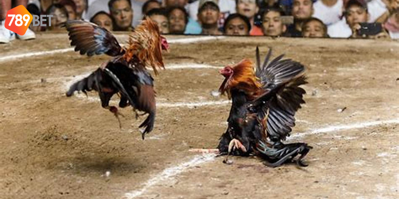 Phân tích phong độ và quản lý vốn cược