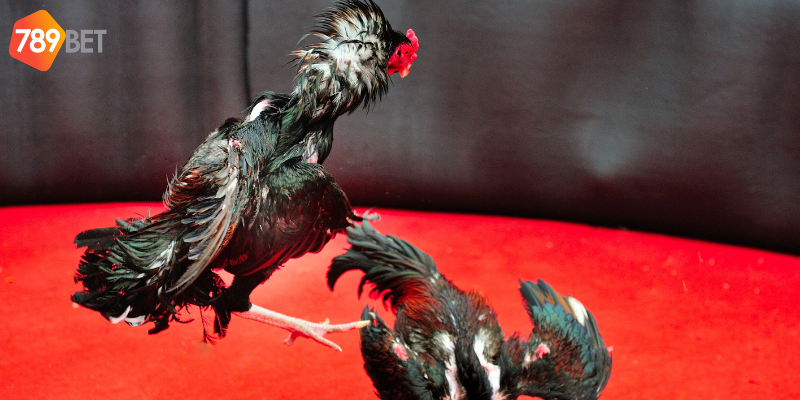 Phân tích sức mạnh chiến kê và đặt cược hiệu quả