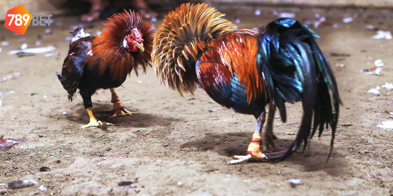 Quy trình đăng ký đơn giản với nhiều loại cược