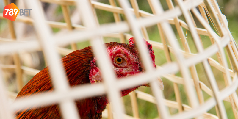 Tham gia cược nhanh chóng vào các trận đấu kịch tính