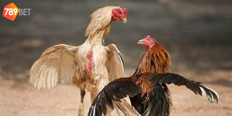 Tham gia đá gà Campuchia trực tuyến tại nhà cái