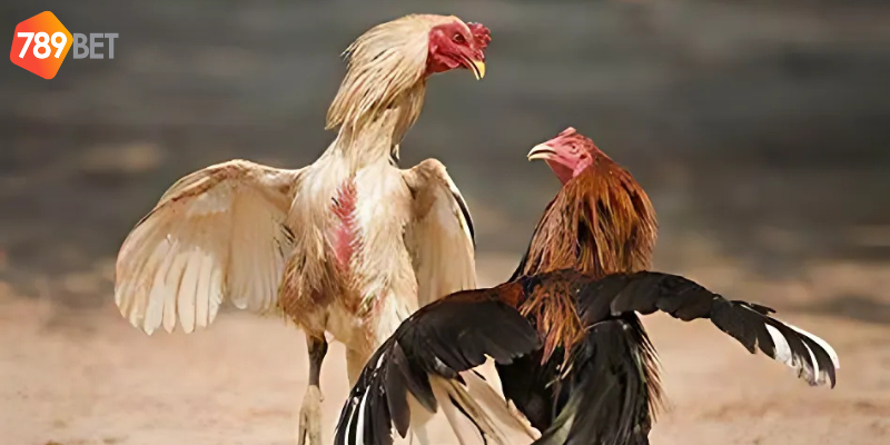 Đá Gà Chiến Thuật Hiệu Quả Trên 789bet Giúp Bạn Chiến Thắng 2 Tham gia đá gà chiến thuật cùng nhà cái