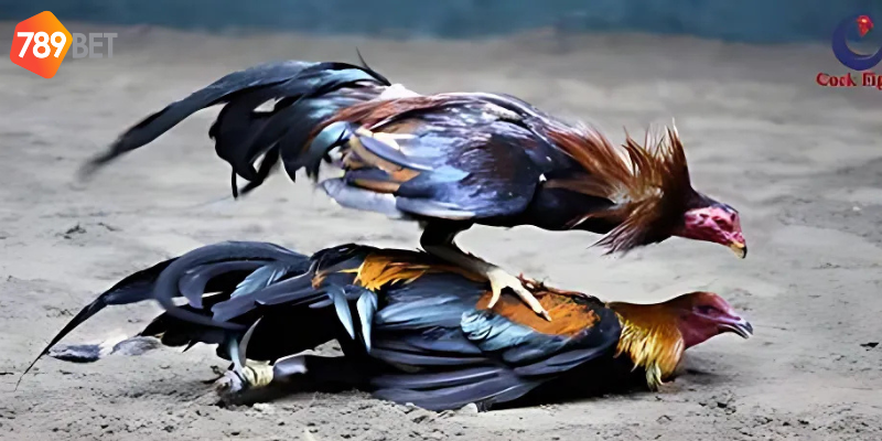 Tham gia đá gà vua sân cỏ cùng nhà cái