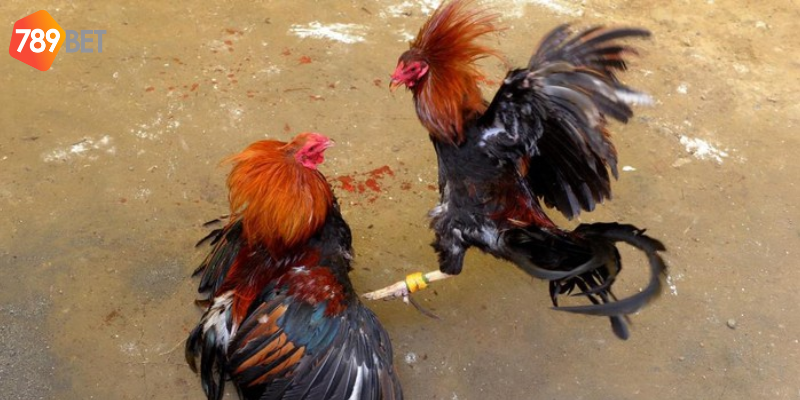 Tham gia đơn giản với mẹo thắng lớn