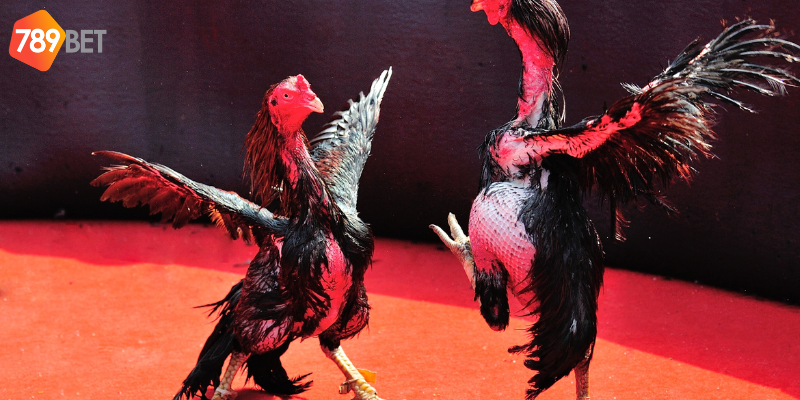 Trải nghiệm cá cược mượt mà với nhà cái