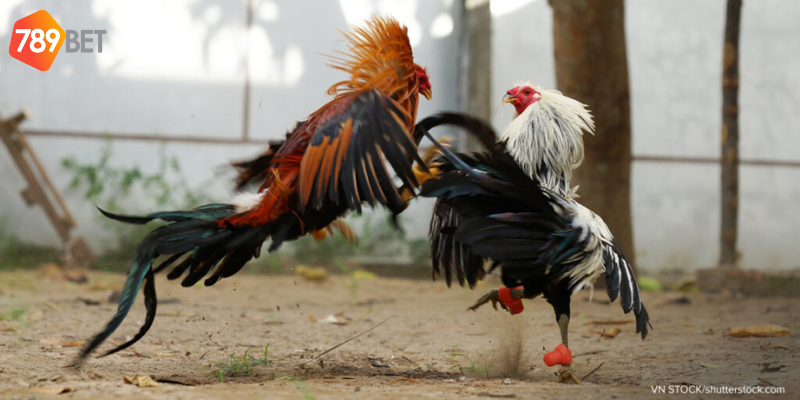 Trực tiếp trận đấu kịch tính và kèo cược hấp dẫn