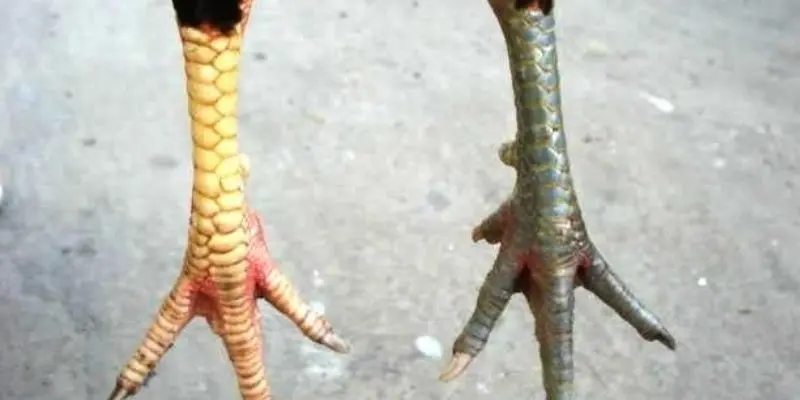 ga-so-huu-vay-phu-dia