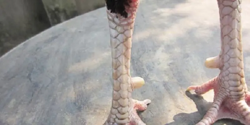 ga-co-cau-truc-chan-dep