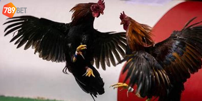 Đá Gà Chiến Thuật Hiệu Quả Trên 789bet Giúp Bạn Chiến Thắng 3 Xác định đúng thời điểm cược