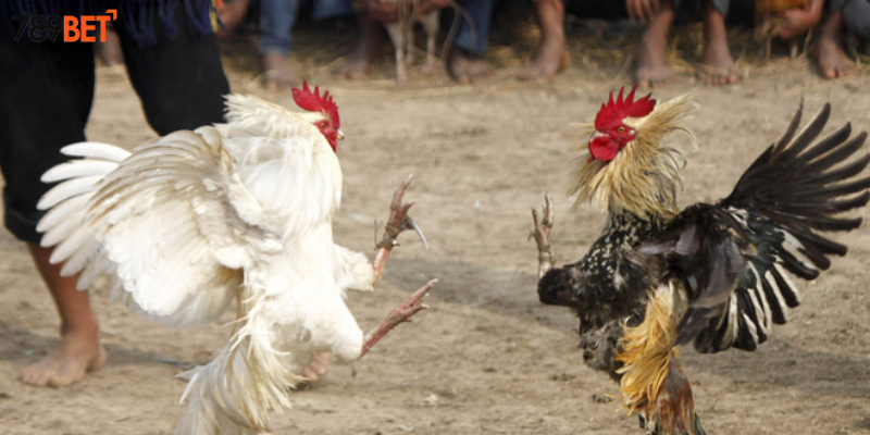 Tham gia đá gà đẳng cấp cùng nhà cái