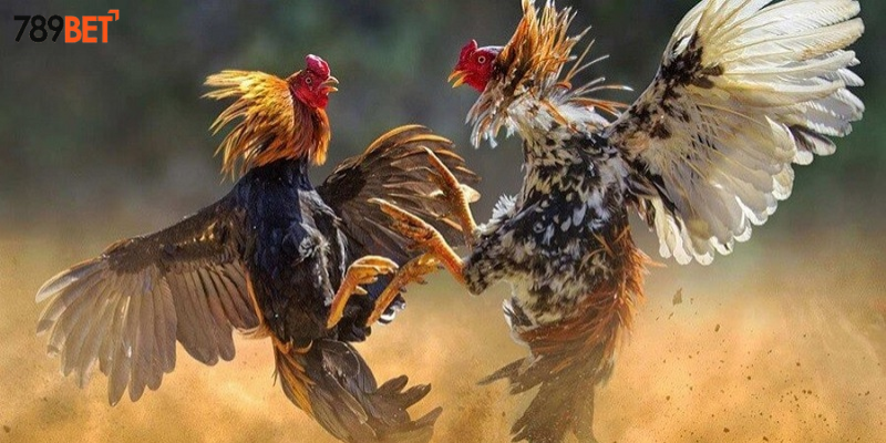 Thống kê chiến tích và chọn kèo cược