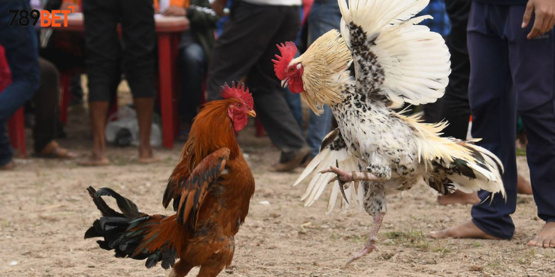 Những lưu ý khi tham gia cược