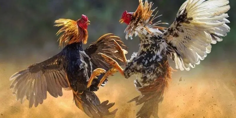 Hiểu về khái niệm loại hình đá gà đòn