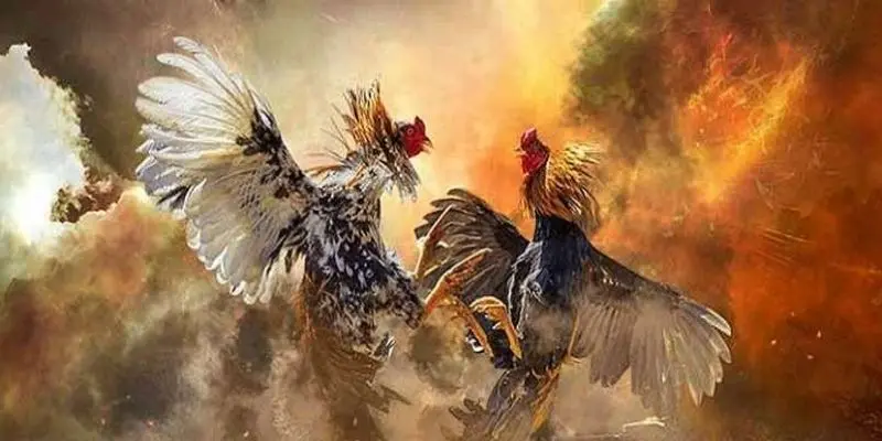 5 kinh nghiệm chơi đá gà hiệu quả cho người mới