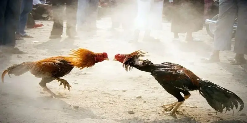 Top 4 chiến thuật nên áp dụng khi chơi cá cược đá gà