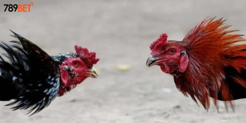 Cược gà nòi Việt Nam cùng nhà cái