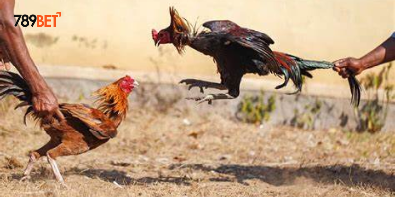 Các loại cược đa dạng được cung cấp