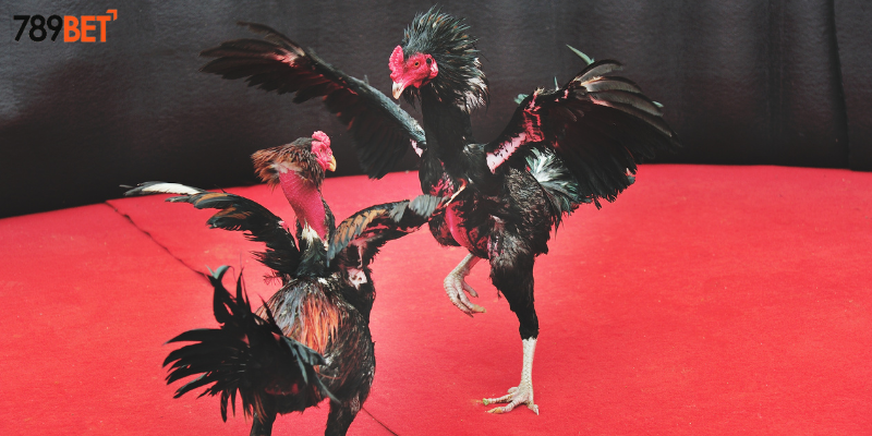 Hướng dẫn cược từ nhà cái