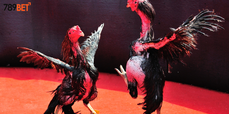 Khám phá đấu trường gà vương quốc