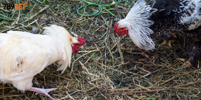 Kỹ thuật huấn luyện chiến kê